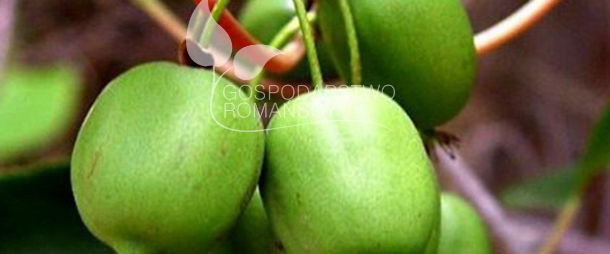 Brusnice chocholičnatá Zimolez kamčatský Ostružiník řasnatý Aktinidie význačná Klikva velkoplodá sazenice Polsko 01