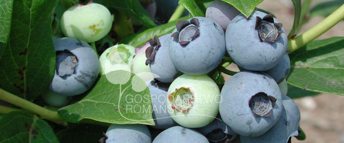 Brusnice chocholičnatá Zimolez kamčatský Ostružiník řasnatý Aktinidie význačná Klikva velkoplodá sazenice Polsko 05