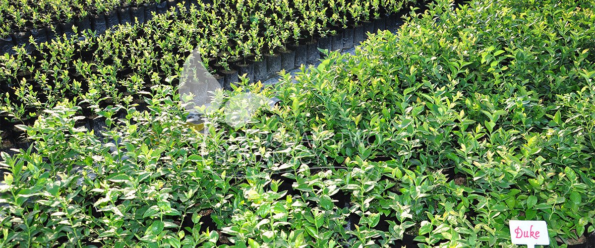 Brusnice chocholičnatá Zimolez kamčatský Ostružiník řasnatý Aktinidie význačná Klikva velkoplodá sazenice Polsko 08