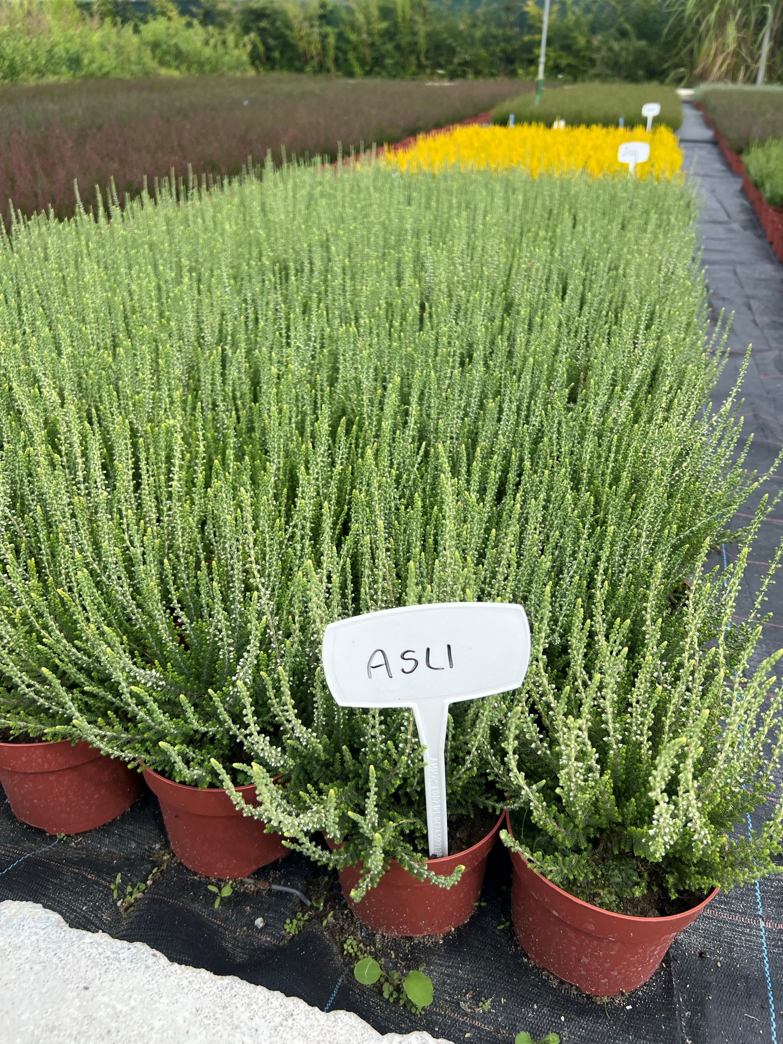 Vřes obecný sazenice